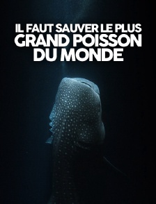 Il faut sauver le plus grand poisson du monde