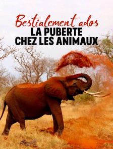 Bestialement ados : la puberté chez les animaux