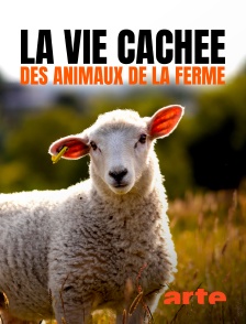Arte - La vie cachée des animaux de la ferme