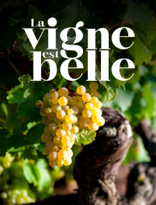 La vigne est belle