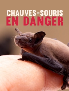 Chauves-souris en danger