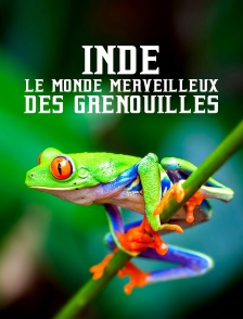 Inde : Le monde merveilleux des grenouilles