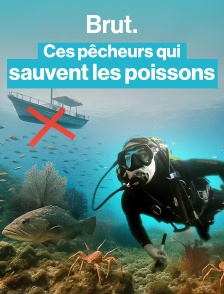Ils ont décidé de s'auto-interdire de pêcher pour préserver les poissons de la Méditerranée