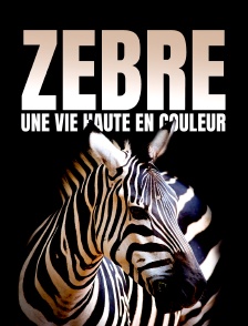 Le zèbre, une vie haute en couleur