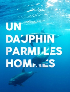 Un dauphin parmi les hommes