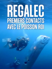 Regalec : Premiers contacts avec le poisson roi