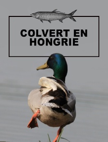 Colvert en Hongrie