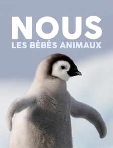Nous, les bébés animaux