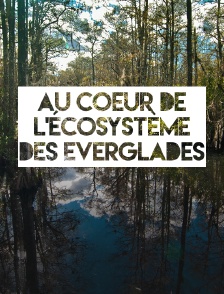 Au coeur de l'écosystème des Everglades