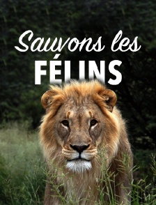 Sauvons les félins