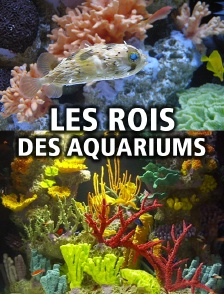 Les rois des aquariums