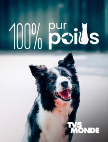TV5MONDE - 100% Pur poils
