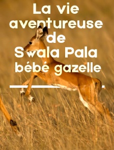 La vie aventureuse de Swala Pala, bébé gazelle