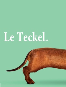 Le teckel