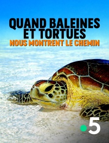 France 5 - Quand baleines et tortues nous montrent le chemin