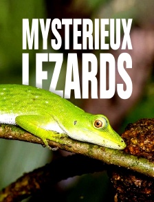 Mystérieux lézards