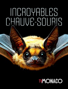 TV Monaco - Incroyables chauves-souris