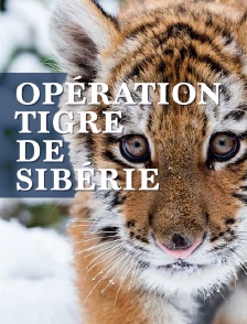 Opération tigre de Sibérie