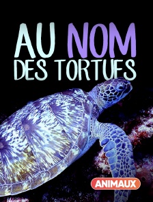 Au nom des tortues