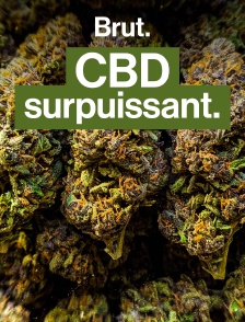 Pourquoi des fumeurs de CBD se sentent "devenir accro" ?