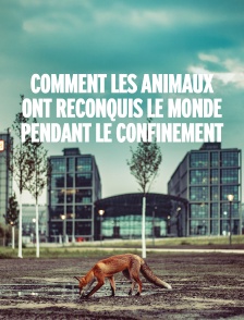 Comment les animaux ont reconquis le monde pendant le confinement