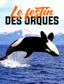 Norvège : le festin des orques
