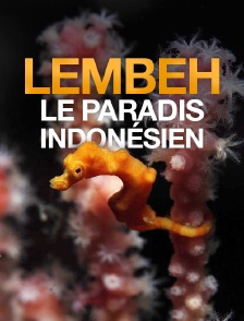Lembeh, le paradis indonésien