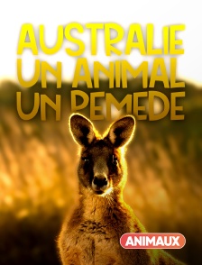 Australie : un animal, un remède