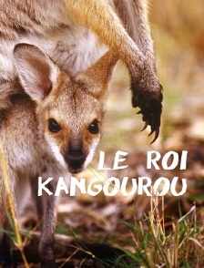 Le roi kangourou