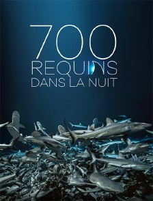 700 requins dans la nuit