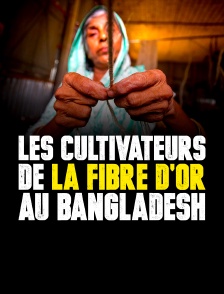 Les cultivateurs de la fibre d'or au Bangladesh