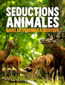 Séductions animales dans la péninsule ibérique