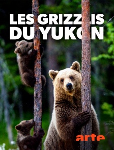 Arte - Sophie, la grizzly du Yukon