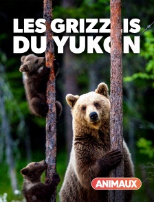Animaux - Sophie, la grizzly du Yukon