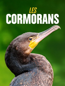 Les cormorans