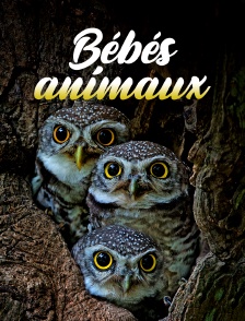 Bébés animaux : Les premiers jours de leur vie