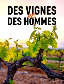 Des vignes et des hommes