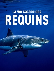 La vie cachée des requins : Dans le sanctuaire des îles Galápagos