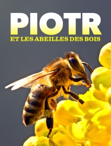 Piotr le cueilleur de miel et les abeilles des bois