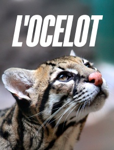 L'ocelot, un félin en danger