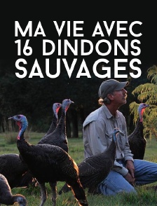 Ma vie avec 16 dindons sauvages