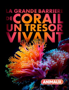 Animaux - La Grande Barrière de corail : un trésor vivant