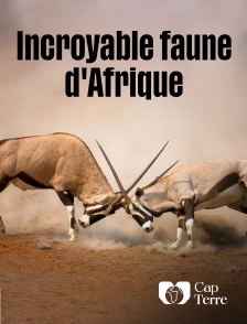 Cap Terre - Incroyable faune d'Afrique