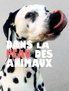 Dans la peau des animaux