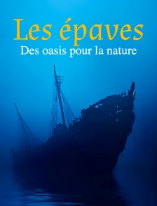 Les épaves, des oasis pour la nature