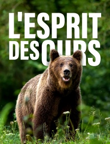 L'esprit des ours