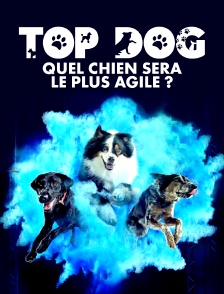 Top Dog - Quel chien sera le plus agile ?