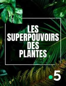 Les superpouvoirs des plantes