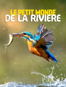Le petit monde de la rivière