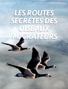 Les routes secrètes des oiseaux migrateurs
